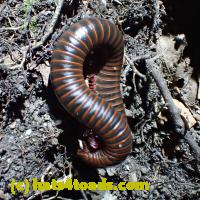/home//u458753944/public_html/sourcegallery//////////////Insects and small critters/millipedes and centipedes/PA060116.JPG